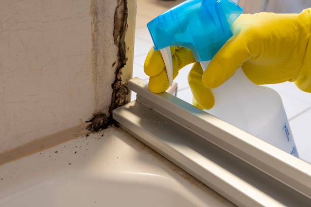 Best Best Mold Removal Companies  in Martinsburg, WV