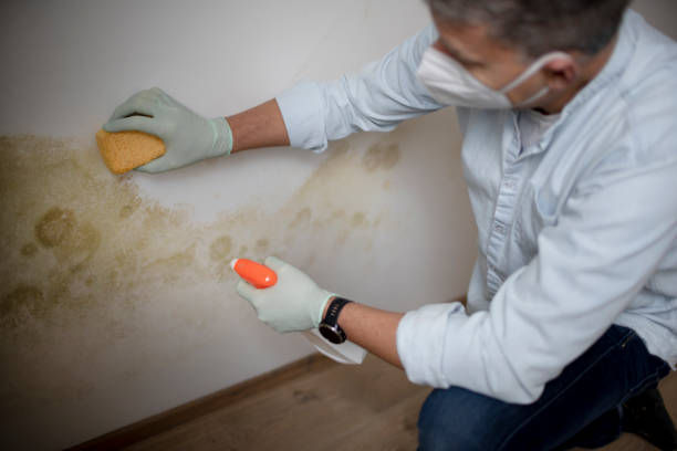 Best Mold Testing  in Martinsburg, WV