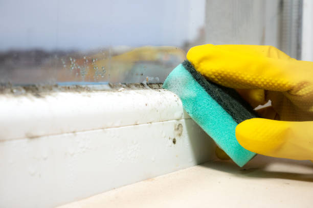 Best Home Mold Removal  in Martinsburg, WV