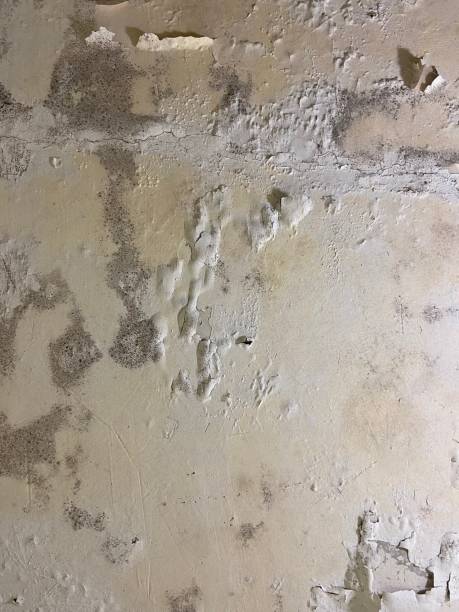 Best Crawl Space Mold Removal  in Martinsburg, WV