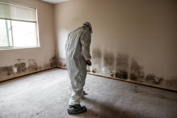 Best Mold Remediation  in Martinsburg, WV