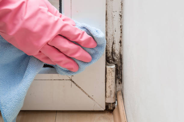 Reliable Martinsburg, WV Mold Removal Solutions